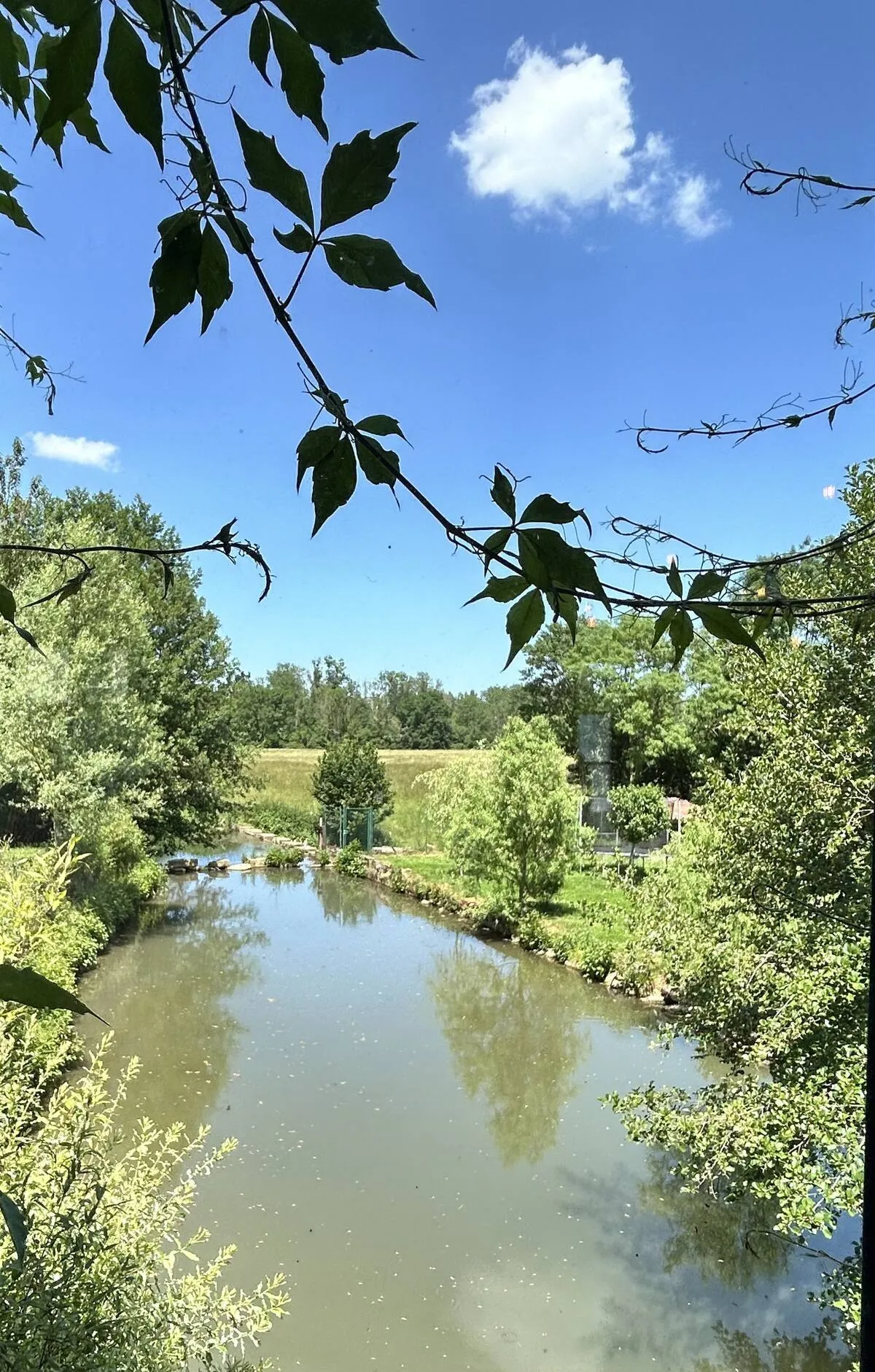 River lined with foliage under a blue sky
